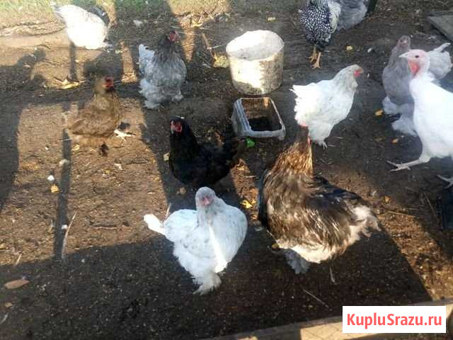 Куры кохенхины виандоты Майский - изображение 1