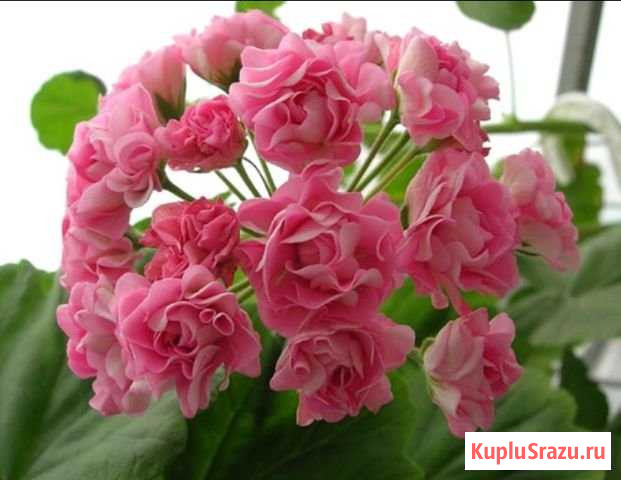 Пеларгония Australian pink rosebud Череповец - изображение 1
