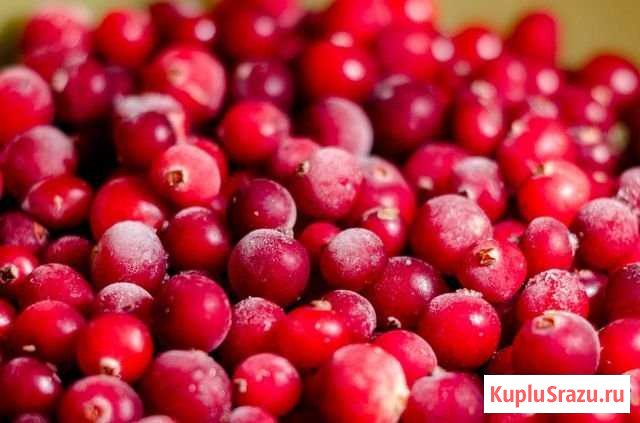 Продам клюкву Котлас - изображение 1