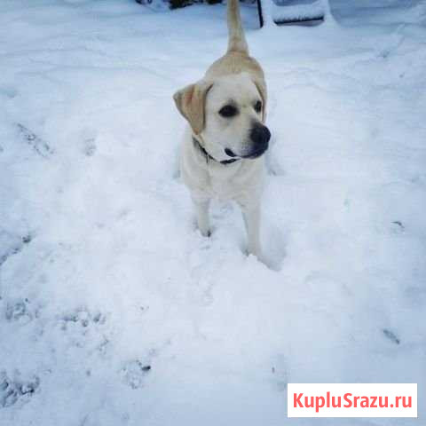 Вязка лабрадора Бийск - изображение 1