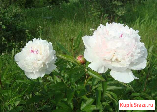 Пионы Сергиев Посад - изображение 1