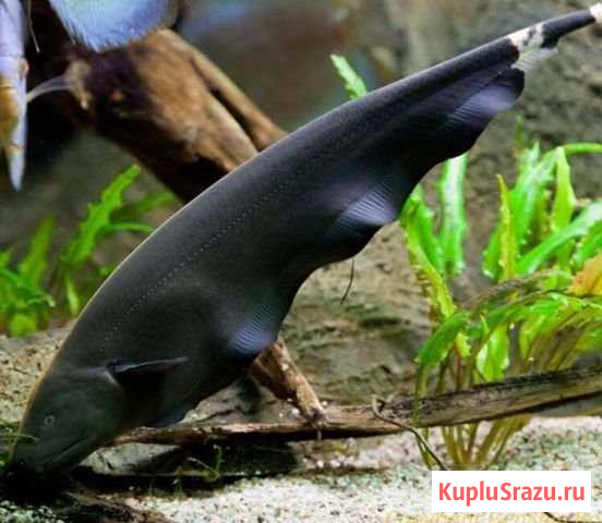 Рыба нож Балашиха - изображение 1