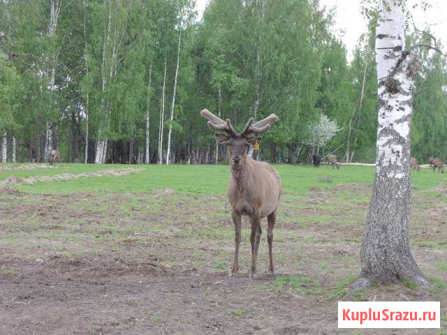 Олени благородные, маралы алтае саянские племенные Антропово - изображение 1