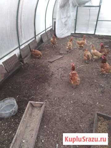 Куры Кемерово - изображение 1