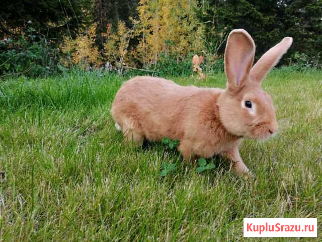 Кролики Архангельск - изображение 1