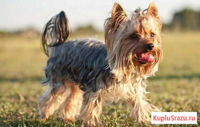 Взрослая девочка йорка Каневская - изображение 1