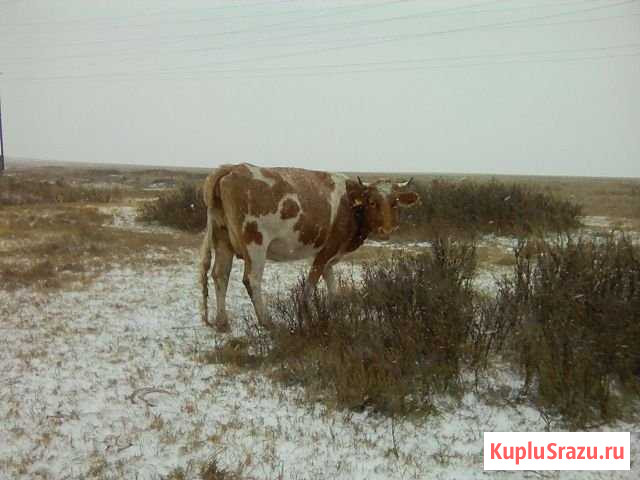 Корова Горняк - изображение 1
