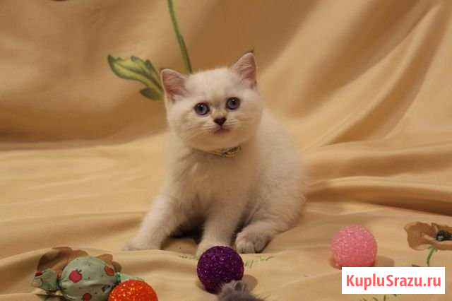 Британские котята Петергоф - изображение 1
