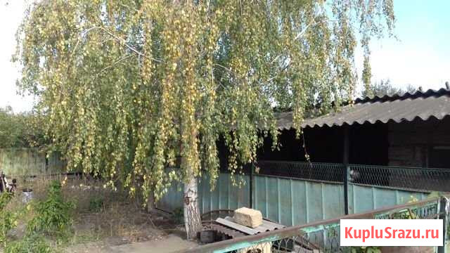  Пелагиада - изображение 1