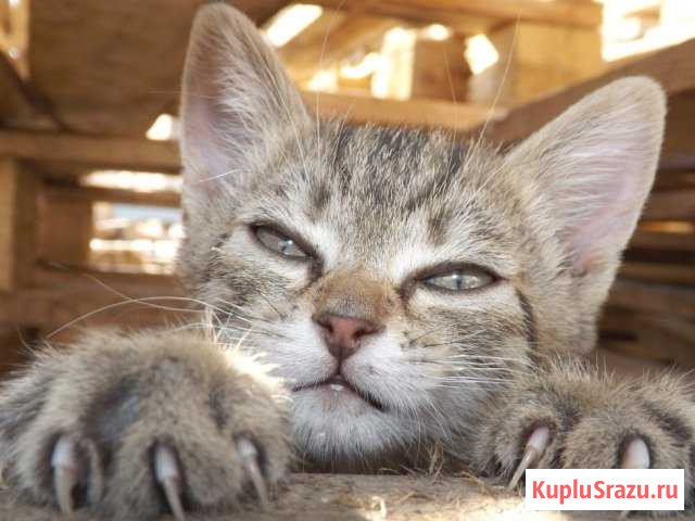 Ножницы для стрижки когтей кошки Дзержинск - изображение 1