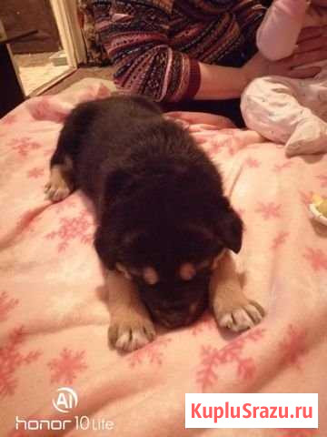 Заберите в добрые ручки пожалуйста Талдом - изображение 1