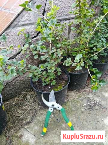 Саженцы смородины, крыжовника, облепихи Коломна - изображение 1