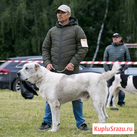Вязка сао Белгород - изображение 1