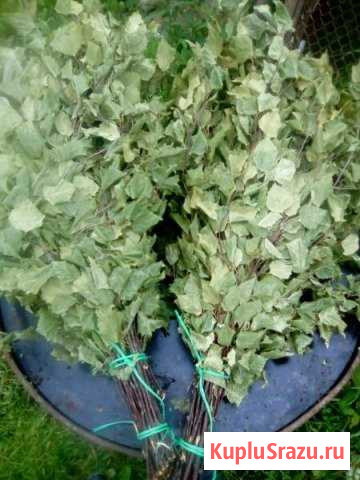 Банные веники Оптом и в розницу Луга - изображение 1