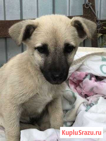 Щенок даром Георгиевск - изображение 1