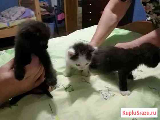 Отдам котят в добрые руки Красногорск