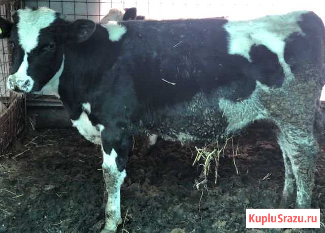 Продам Домашних Бычков Челябинск - изображение 1
