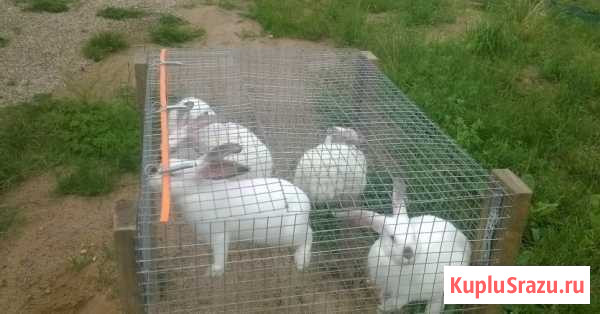 Клетки Кингисепп - изображение 1