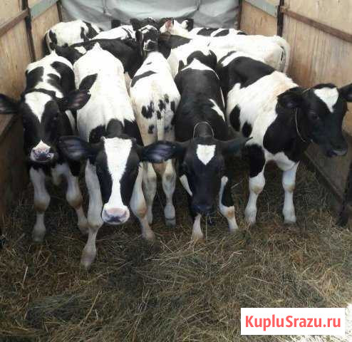 Быки от 1 месяца, до 3х Нины - изображение 1