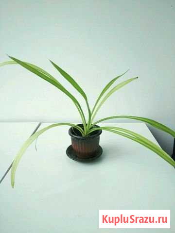 Цветок Санкт-Петербург - изображение 1