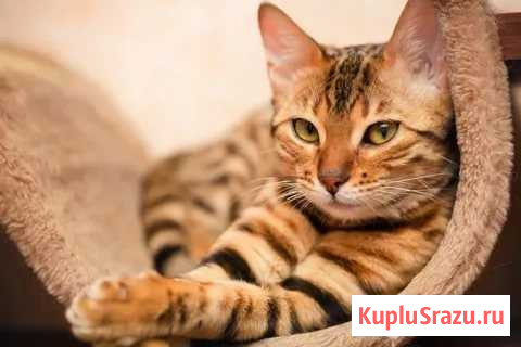 Кастрация котов на дому. Под общим наркозом Томск - изображение 1
