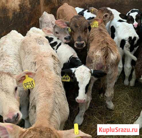 Телята Бычки Красногвардейское - изображение 1