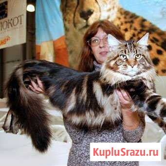 Мейн-кун Кисловодск - изображение 1