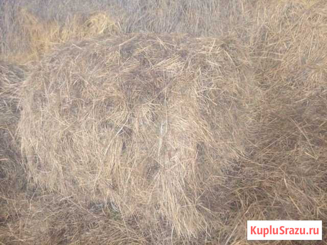 Сено разнотравие тюк 120 см Соломенское - изображение 1