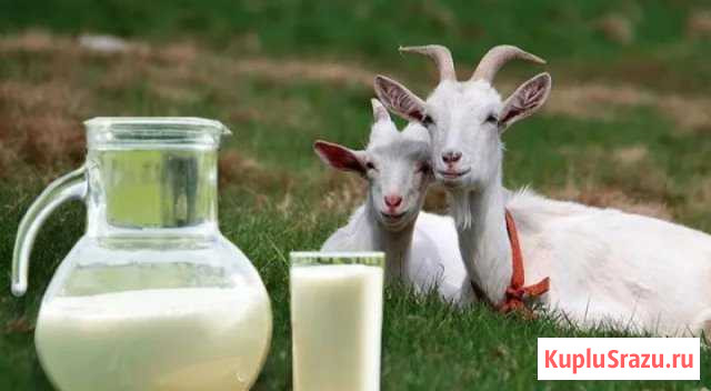 Козье молоко Богородск - изображение 1