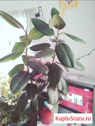 Фикус Кемерово - изображение 1