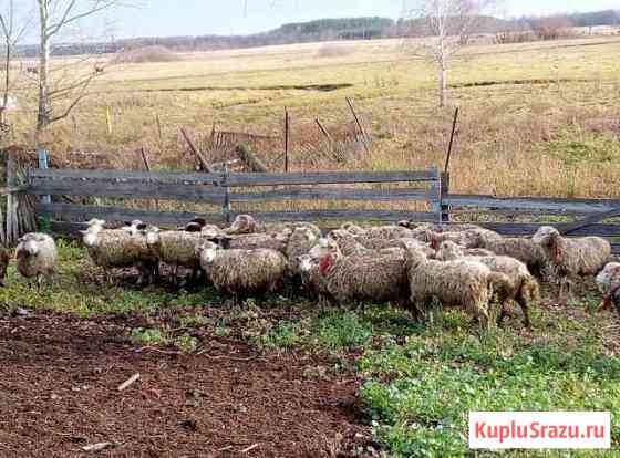 Овцы, бараны живые Улукулево