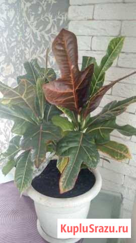 Кротон Кемерово - изображение 1