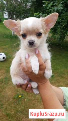 Щенки с родословной от титулованных родителей Барнаул - изображение 1