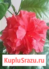 Китайская роза (Гибискус) Комнатные растения Санкт-Петербург - изображение 1