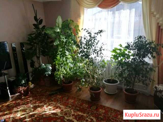 Цветы Ишим - изображение 1