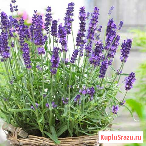 Лаванда Невинномысск - изображение 1