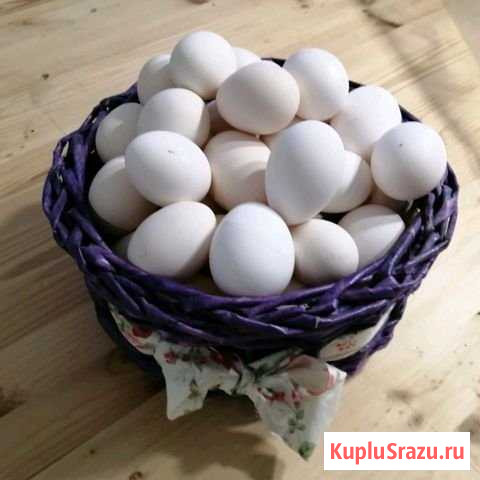 Домашние куриные яйца Егорьевск - изображение 1