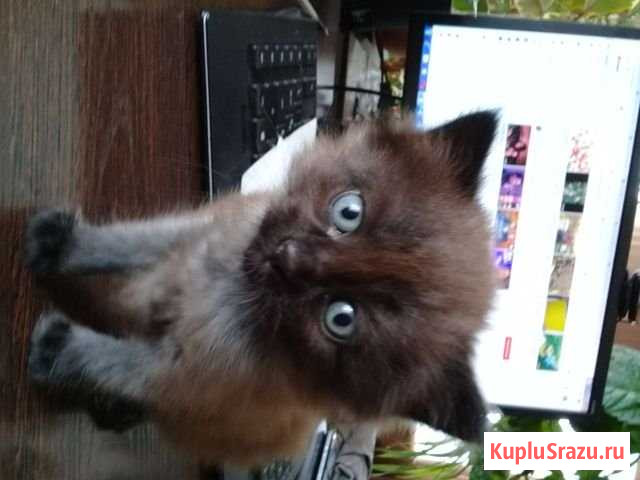 Котенок Борис Бийск - изображение 1