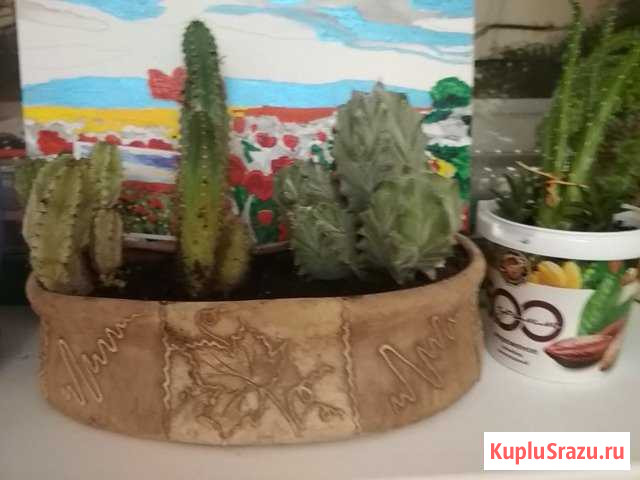 Кактусница горшок без растений Саратов - изображение 1