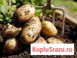 Продаю домашний картофель Златоуст