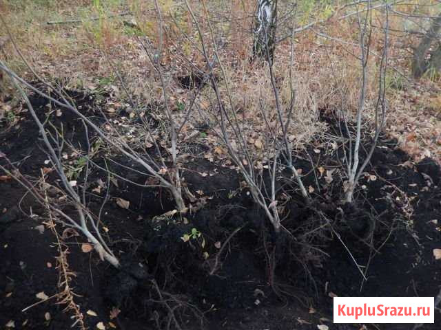 Фруктовые деревья Орёл - изображение 1