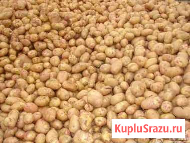 Картофель мелкий Арзамас - изображение 1