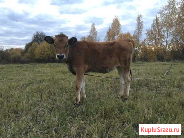 Предлогам 2 тёлочки джерсейка и айширка Балашиха - изображение 1