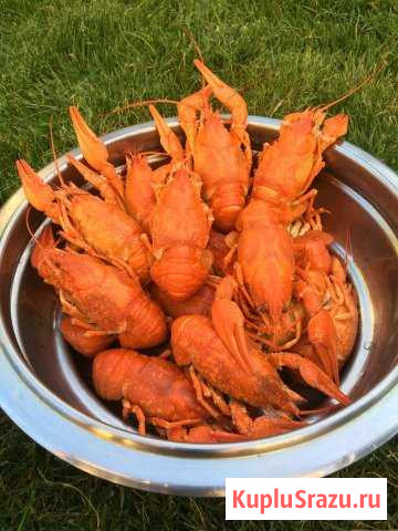 Продаются живые раки Раменское - изображение 1