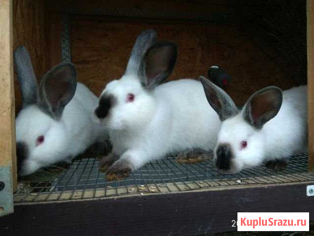 Кролики Калифорния Реммаш - изображение 1