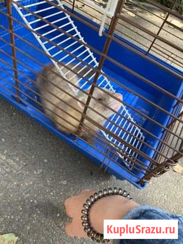 Хорёк Благовещенск - изображение 1