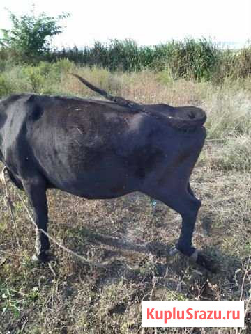 Продаю корову на мясо, цена договорная Грозный - изображение 1