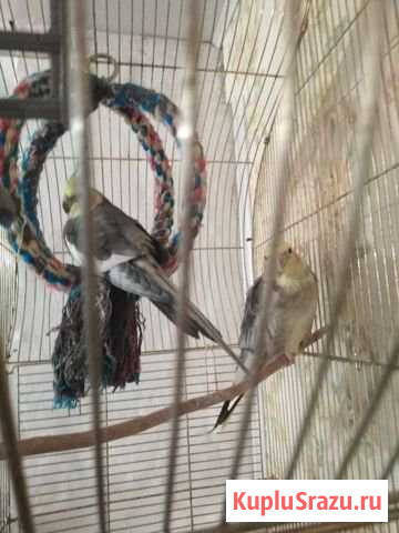 2х попугаев карэлы Никологоры - изображение 1