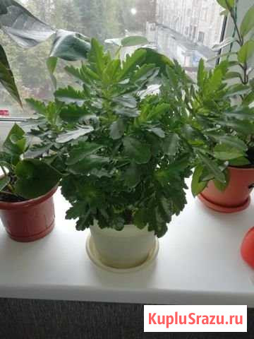 Каланхоэ,бегония, традесканция, радермахера, молоч Коломна - изображение 1