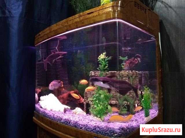 Аквариум с рыбками Балашиха - изображение 1